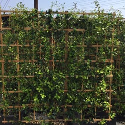 Pine Hills Nursery