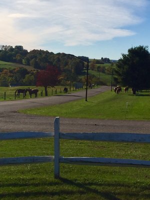Guggisberg Swiss Inn-Ohio Amish Country by null
