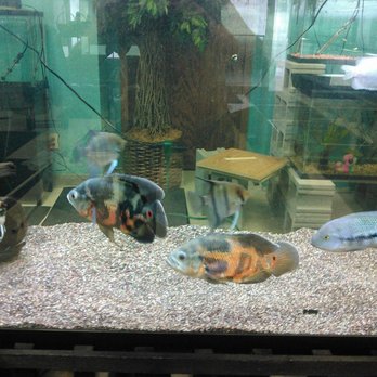H2O Pets - Aquarium Services Near Me - Howard, Wisconsin H2O Pets - Aquarium Services Near Me - Howard, Wisconsin