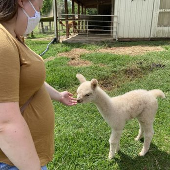 Starry Night Alpacas - Getting to meet the baby alpaca - Attraction Farms Near Me - Lewisberry, Pennsylvania Starry Night Alpacas - Getting to meet the baby alpaca - Attraction Farms Near Me - Lewisberry, Pennsylvania