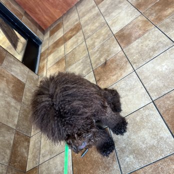 PetSmart - Pet Training Near Me - Lilburn, Georgia