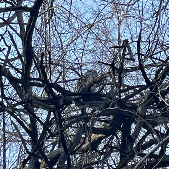 Wyman Park Dell - Spotted an owl once! - Parks Near Me - Baltimore, Maryland Wyman Park Dell - Spotted an owl once! - Parks Near Me - Baltimore, Maryland