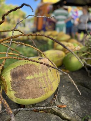 Coconut Glen's by null