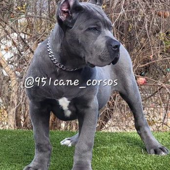 951 Cane Corsos - Pet Breeders Near Me