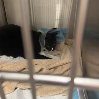 VEG ER for Pets - Hector - Emergency Pet Hospital Near Me - Hoboken, New Jersey VEG ER for Pets - Hector - Emergency Pet Hospital Near Me - Hoboken, New Jersey