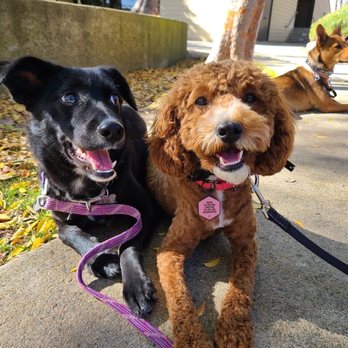 Mac's Canine Consultants - my puppy, Brie, & her friend, Miso, during her board & train! - Pet Training Near Me Mac's Canine Consultants - my puppy, Brie, & her friend, Miso, during her board & train! - Pet Training Near Me