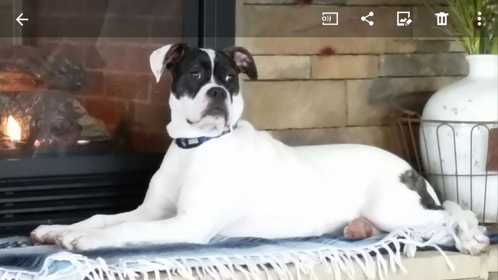 BROWN VETERINARY CLINIC 407 W 4th St, Rolla, Missouri Veterinarians