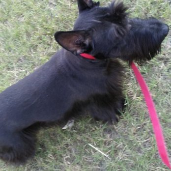 Pooch In The City - Pet Groomers Near Me - Houston, Texas