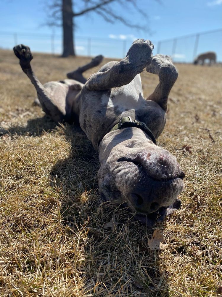 BACK FORTY KENNEL Updated September 2024 7284170TH St, Lester