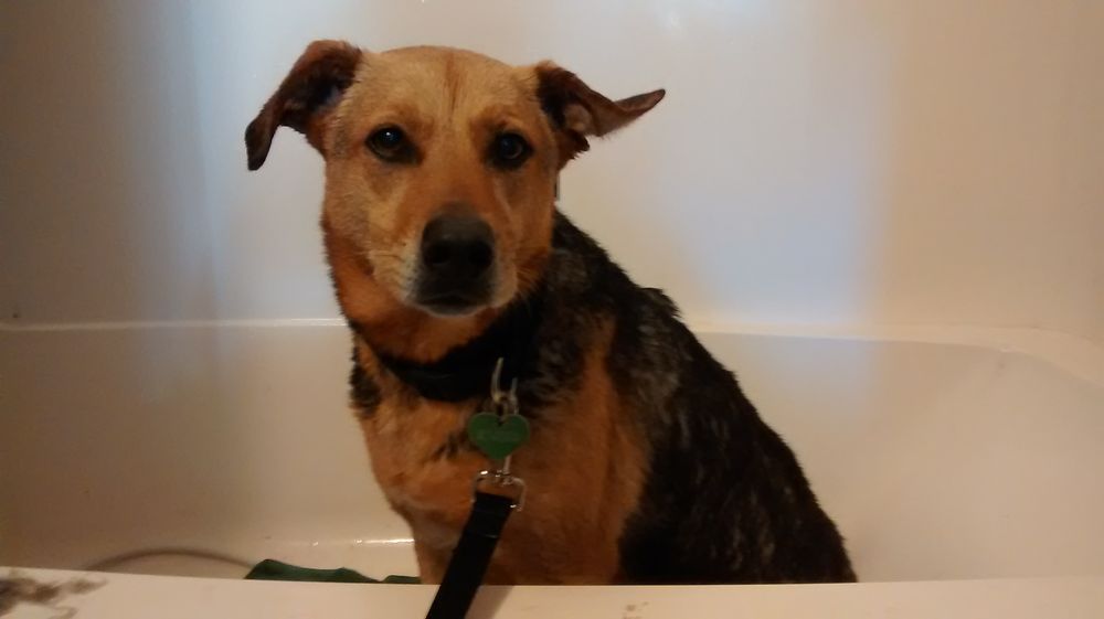 PASSION FOR PETS GROOMING 23 Photos Waldport, Oregon Pet Groomers