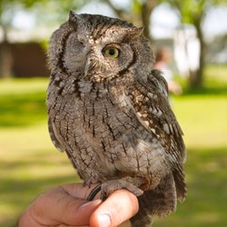 Zoomagination - Learn more about our animal friends. https://www.zoomagination.com/animals