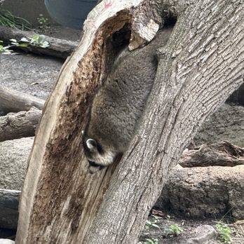Cosley Zoo - Racoon - Zoos Near Me - Wheaton, Illinois