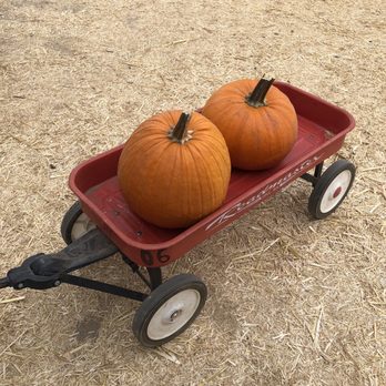 Pumpkin City - The nieces pumpkins 10/24/21 - Pumpkin Patches Near Me - Fresno, California Pumpkin City - The nieces pumpkins 10/24/21 - Pumpkin Patches Near Me - Fresno, California