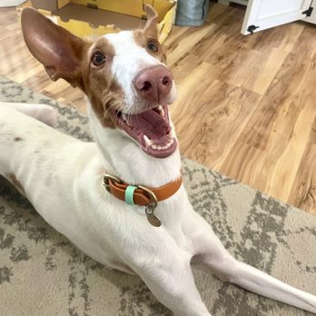 Hooligans Coffee Bar - Our mascot Hooligan the Ibizan Hound - Coffee & Tea Near Me - Durango, Colorado Hooligans Coffee Bar - Our mascot Hooligan the Ibizan Hound - Coffee & Tea Near Me - Durango, Colorado