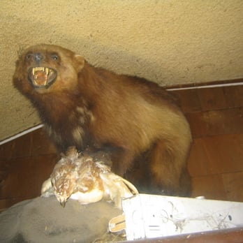The Trap - Fingertips feed the Wolverine. - Dive Bars Near Me - Sacramento, California The Trap - Fingertips feed the Wolverine. - Dive Bars Near Me - Sacramento, California