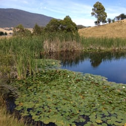Edelweiss Cottage B&B - Dam on property. Good for your pet to swim in !
