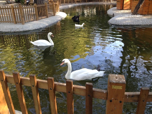 Kuğulu Park by null