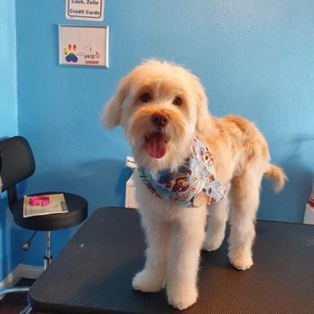 A Pups Dream Dog Grooming - Cute Christmas bandana - Pet Groomers Near Me - Long Beach, California