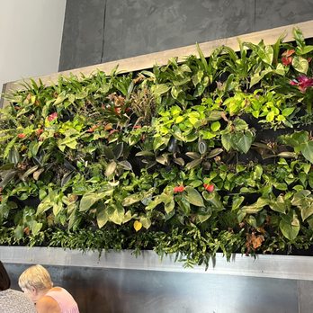 Mezcalito - Plant wall - Tex-Mex Near Me - Clayton, North Carolina Mezcalito - Plant wall - Tex-Mex Near Me - Clayton, North Carolina