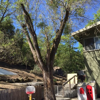 Am/Pm Tree Service - Before - Tree Services Near Me - Vallejo, California