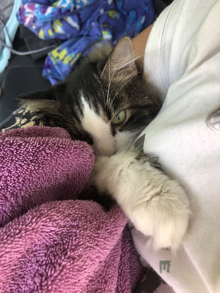 CAPE COD CAT HOSPITAL Updated August 2024 280 B Rt 130, Forestdale