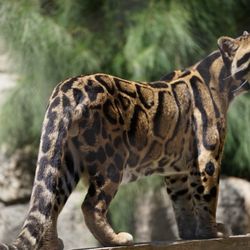 Sac Zoo - Their brains constantly process complex spatial orientation and motor signals, making them the acrobats of the cat world.