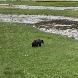 Brown Bear Lodge