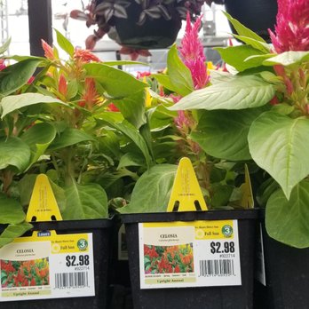 Lowe's Home Improvement - 5/9/21 this plant might attract praying mantises to my garden. - Hardware Stores Near Me - Fairfax, Virginia Lowe's Home Improvement - 5/9/21 this plant might attract praying mantises to my garden. - Hardware Stores Near Me - Fairfax, Virginia
