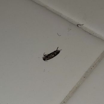Jensen Property Management - Roach on kitchen counter. - Property Management Near Me - Murrieta, California Jensen Property Management - Roach on kitchen counter. - Property Management Near Me - Murrieta, California