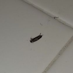 Jensen Property Management - Roach on kitchen counter.