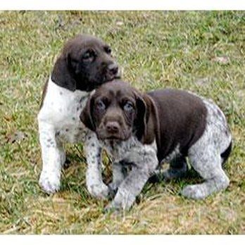 Sundance Kennels - puppy - Pet Training Near Me - Bristol, Wisconsin Sundance Kennels - puppy - Pet Training Near Me - Bristol, Wisconsin