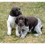 Photo of Sundance Kennels
