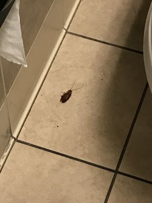 DICK'S Sporting Goods by null