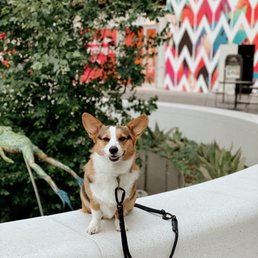 Perfecting her " sit /stay" for photos