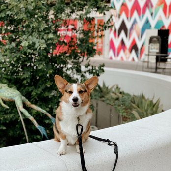 Akina K9 - Perfecting her " sit /stay" for photos - Pet Training Near Me - Gilroy , California