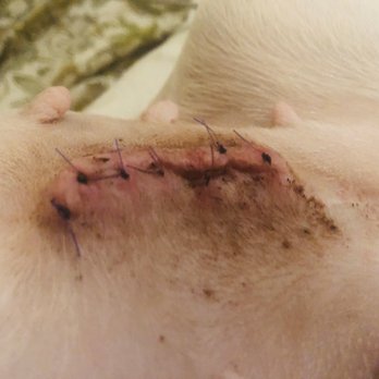 American Pet Hospital - Spay by vet. #1 at same location. Messy work with lumps underneath... from second layer of stitch's. Over 1 week old. - Veterinarians Near Me - Modesto, California