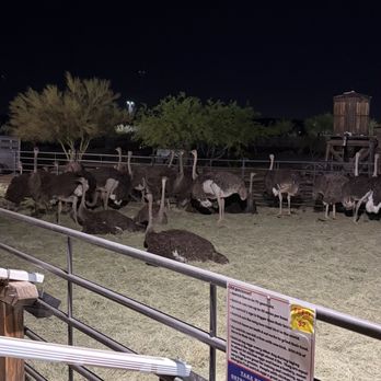 Rawhide At Wild Horse Pass - Ostrich Festival 3.13.26 - Amusement Parks Near Me - Chandler, Arizona Rawhide At Wild Horse Pass - Ostrich Festival 3.13.26 - Amusement Parks Near Me - Chandler, Arizona