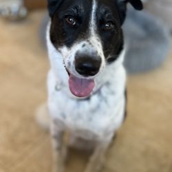 Happy Tails Pet Sitters - Meet the beautiful Miss Luna.