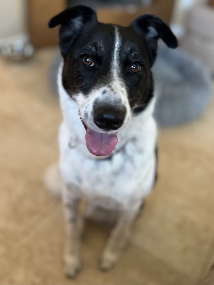 Happy Tails Pet Sitters - pet boarding facility in Fountain Hills, AZ
