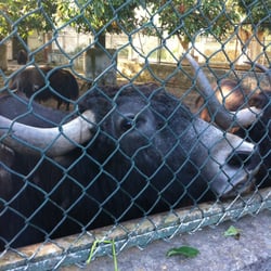 Zoo di Napoli