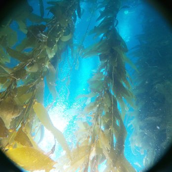 Adventure Scuba Center - Kelp forest - Scuba Diving Near Me - Reno, Nevada Adventure Scuba Center - Kelp forest - Scuba Diving Near Me - Reno, Nevada