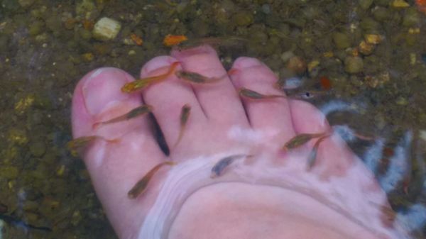 Tropical Spice Garden by null