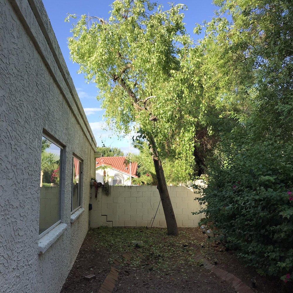 Bassett Tree Service - Bottle tree after trimming - Tree Services Near Me - Mesa, Arizona Bassett Tree Service - Bottle tree after trimming - Tree Services Near Me - Mesa, Arizona