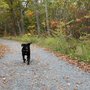 Photo of City Dog Adventures
