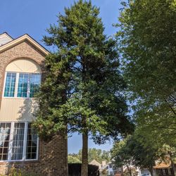 Big Steve’s Tree Care
