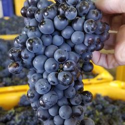The Triple D Winery and Event Center - Soon to become great wine
