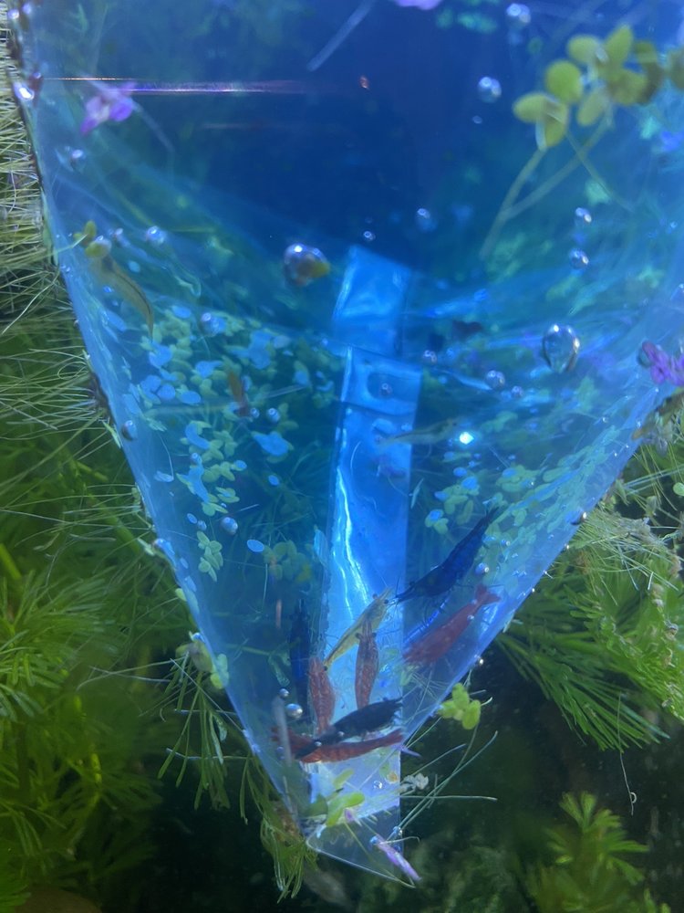 REEF CORAL Updated October 2024 12442 Jefferson Hwy, Baton Rouge