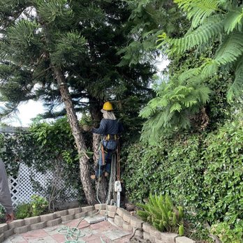 JC Tree Service - Backyard tree - Tree Services Near Me