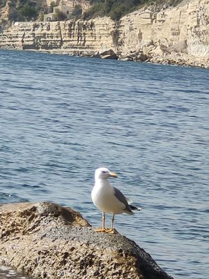Hotel Swiss Moraira by null