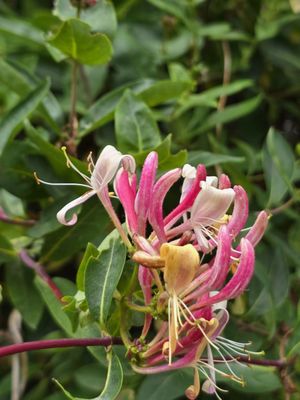 Royal Botanic Garden Edinburgh by null